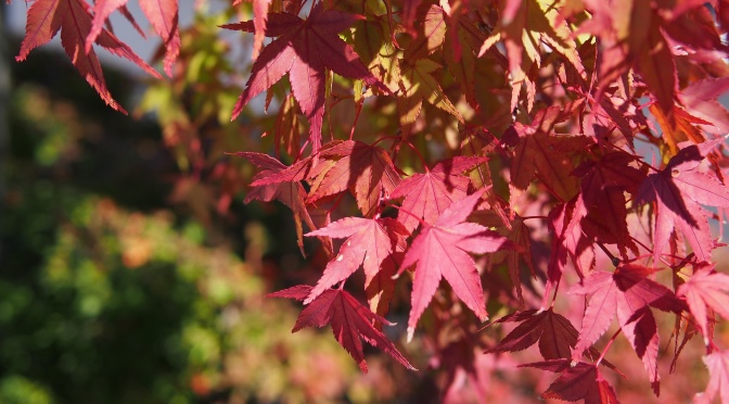 【即時紅葉。持續更新】日本北陸、中部秋季紅葉照片(2015.10) 《中卷》