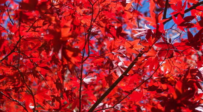 【即時紅葉。持續更新】日本北陸、中部秋季紅葉照片(2015.10) 《下卷》